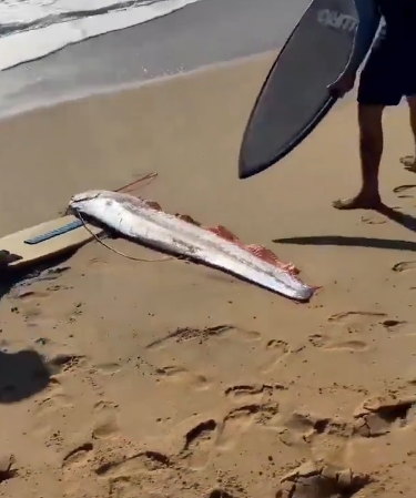 OARFISH